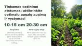 Vaistinių augalų sėja ir sodinimas 9 puslapis