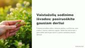 Vaistinių augalų sėja ir sodinimas 10 puslapis