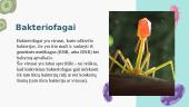 Bakteriofagai  2 puslapis