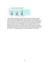 Jurbarko rajono miškuose augantys grybai 19 puslapis