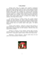 Jurbarko rajono miškuose augantys grybai 7 puslapis