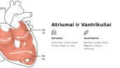 Širdies sandara (pristatymas) 5 puslapis