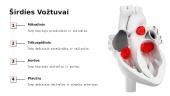 Širdies sandara (pristatymas) 6 puslapis