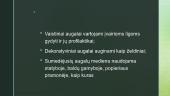 Augalų karalystė (pristatymas) 19 puslapis