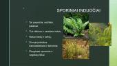 Augalų karalystė (pristatymas) 7 puslapis