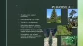 Augalų karalystė (pristatymas) 9 puslapis