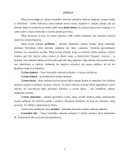 Mokinio adaptacija naujoje klasėje 2 puslapis