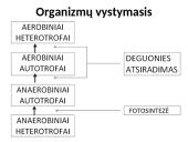 Gyvybės atsiradimas ir raida. Evoliucija 11 puslapis