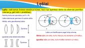 Optiniai lęšiai 4 puslapis