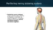 Periferinė nervų sistema (skaidrės) 2 puslapis