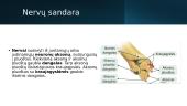 Periferinė nervų sistema (skaidrės) 3 puslapis