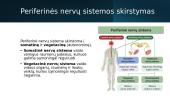 Periferinė nervų sistema (skaidrės) 4 puslapis