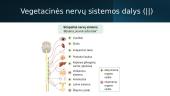 Periferinė nervų sistema (skaidrės) 6 puslapis