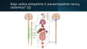 Periferinė nervų sistema (skaidrės) 8 puslapis