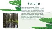 Sengirės 2 puslapis