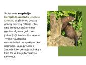 Europinės audinės (Mustela lutreola) (re)introdukcija Estijoje