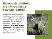 Europinės audinės (Mustela lutreola) (re)introdukcija Estijoje 2 puslapis