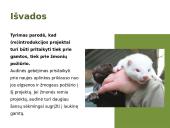 Europinės audinės (Mustela lutreola) (re)introdukcija Estijoje 7 puslapis