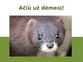 Europinės audinės (Mustela lutreola) (re)introdukcija Estijoje 8 puslapis