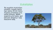 Australijos gyvūnai ir augalai 2 puslapis