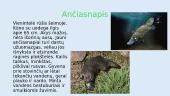 Australijos gyvūnai ir augalai 7 puslapis