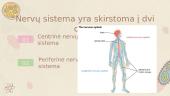 Skaidrės. Nervų sistema 3 puslapis