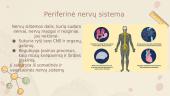 Skaidrės. Nervų sistema 5 puslapis