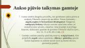 Aukso pjūvio taikymas  11 puslapis