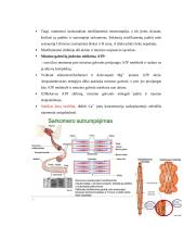 7 kolis. Raumenų histologija, fiziologija ir biocheminiai procesai 13 puslapis