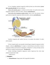 7 kolis. Raumenų histologija, fiziologija ir biocheminiai procesai 5 puslapis