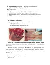 7 kolis. Raumenų histologija, fiziologija ir biocheminiai procesai 6 puslapis