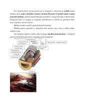 7 kolis. Raumenų histologija, fiziologija ir biocheminiai procesai 7 puslapis