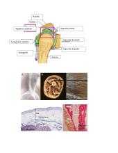 7 kolis. Raumenų histologija, fiziologija ir biocheminiai procesai 9 puslapis