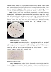 Pašarų daromos įtakos kačių šlapimo takų akmenligei analizė 9 puslapis