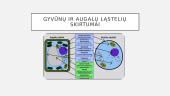 Genų perkėlimas į augalų ir gyvūnų ląsteles 4 puslapis