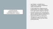 Genų perkėlimas į augalų ir gyvūnų ląsteles 7 puslapis