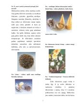 Augalinės medžiagos konservavimas 2 puslapis