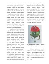 Augalinės medžiagos konservavimas 3 puslapis