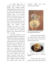 Augalinės medžiagos konservavimas 4 puslapis