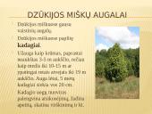 Dzūkijos miškų augalai 
