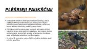Paukščiai 5 puslapis