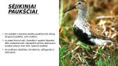 Paukščiai 6 puslapis