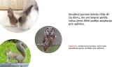 Smulkiųjų gyvūnų prisitaikymas gamtoje 2 puslapis