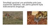 Smulkiųjų gyvūnų prisitaikymas gamtoje 4 puslapis