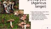 Grybų biologinė įvairovė Lietuvoje 10 puslapis