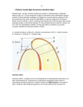 Endodontija 15 puslapis
