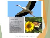 Paliatyviosios pagalbos pagrindiniai aspektai