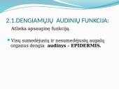 Augalų audiniai (pristatymas) 12 puslapis