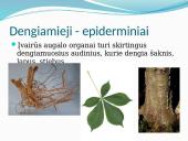 Augalų audiniai (pristatymas) 13 puslapis