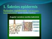 Augalų audiniai (pristatymas) 14 puslapis